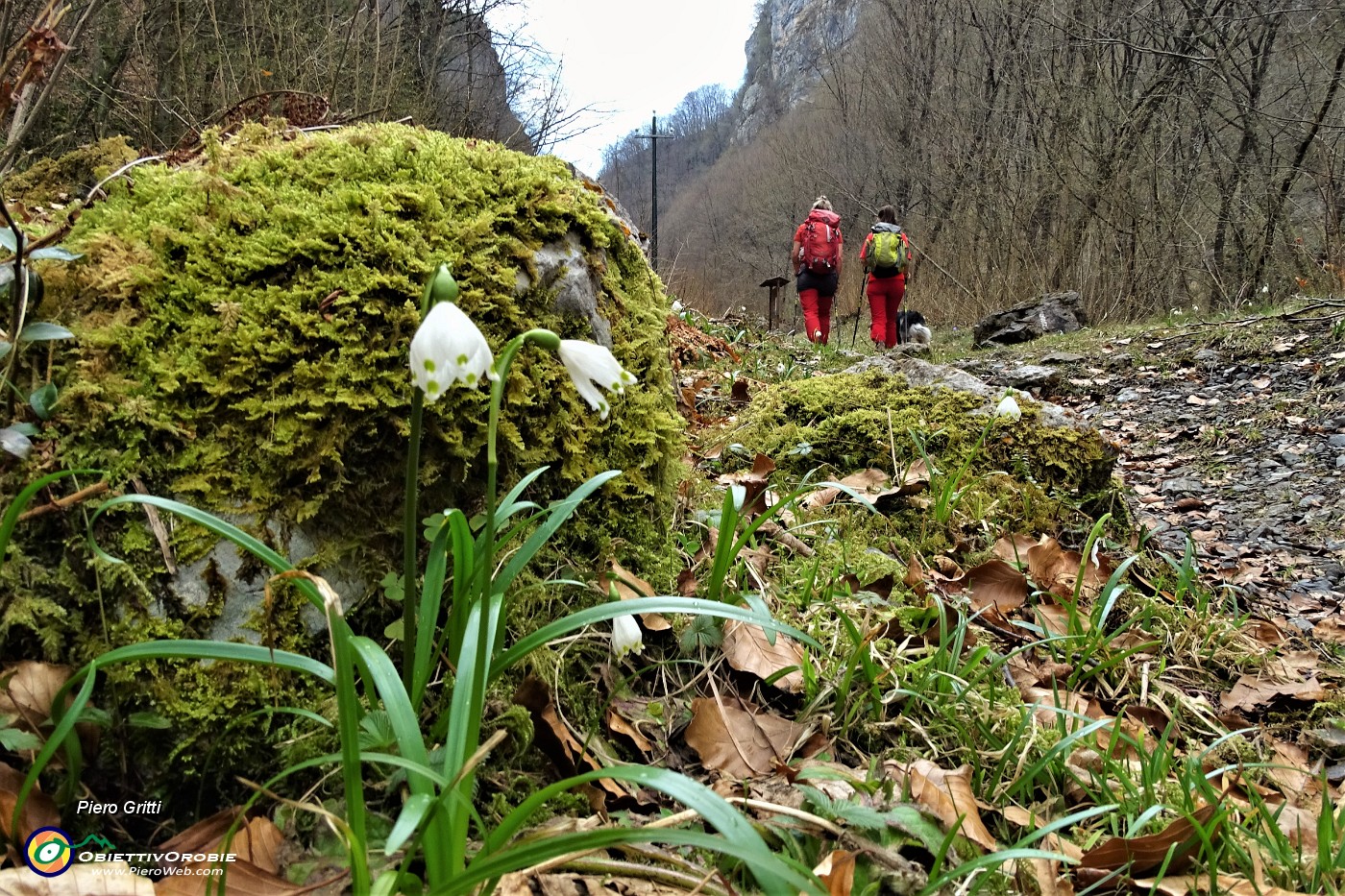 54  Campanelle (Leucojum vernum)..JPG